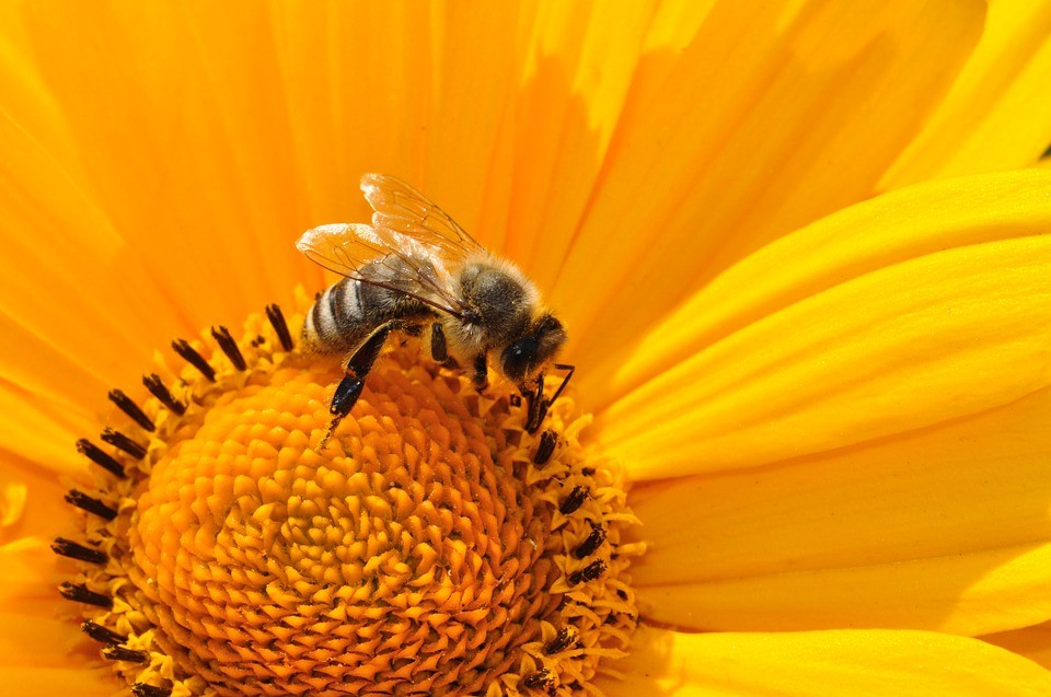 Alergia por picadura de abejas Alergia por picadura de abejas