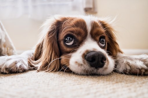 Alergia a mascotas 3