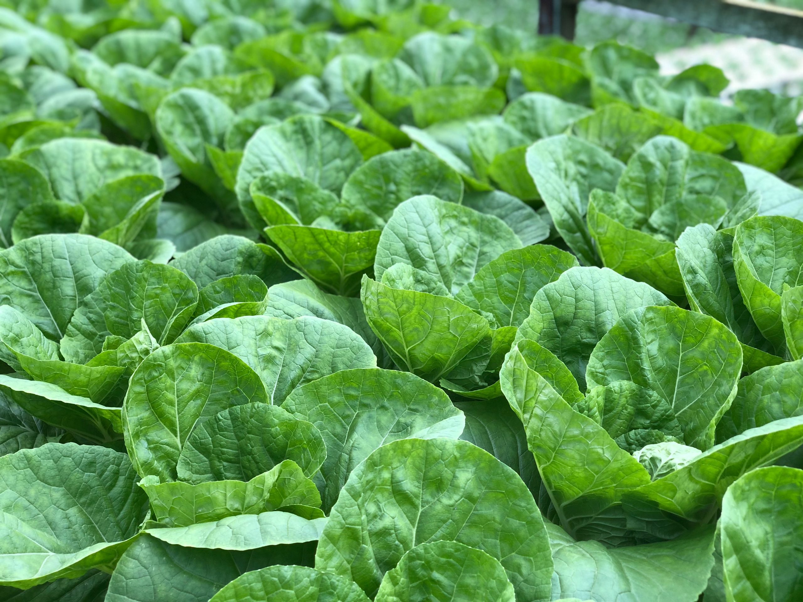 alergia alimentaria